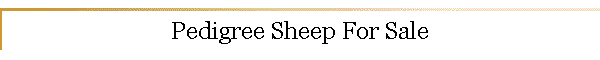 Pedigree Sheep For Sale
