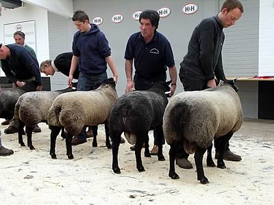 Shearling & Aged ram class in progress of being judged