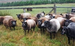 Blue Texel Sheep