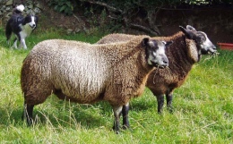 Blue Texel Sheep