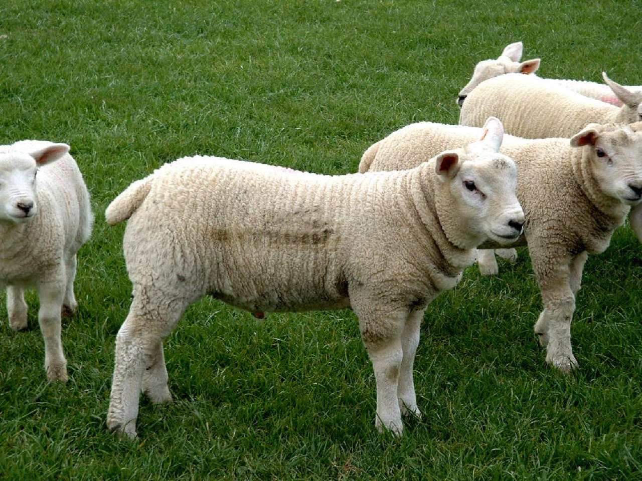 Janines%20Tup%20%20Lamb%202003.JPG