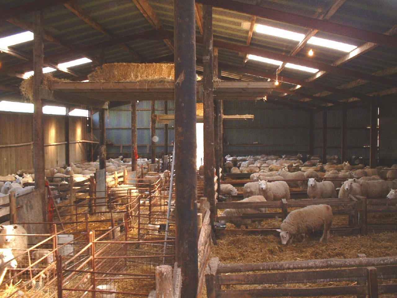 Sheep Shed